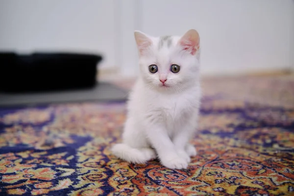 British Shorthair Gatito Color Plata Pura Raza Británica Taquigrafía Gato — Foto de Stock