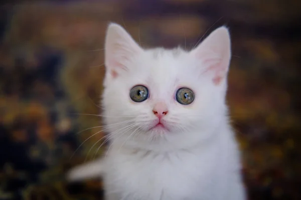 Британське Коротеньке Кошеня Сріблястого Кольору Британський Короткохвостий Кіт — стокове фото