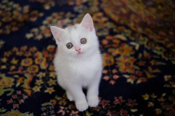 Britské Krátkosrsté Kotě Stříbrné Barvy Čisté Plemeno British Shorthair Cat — Stock fotografie