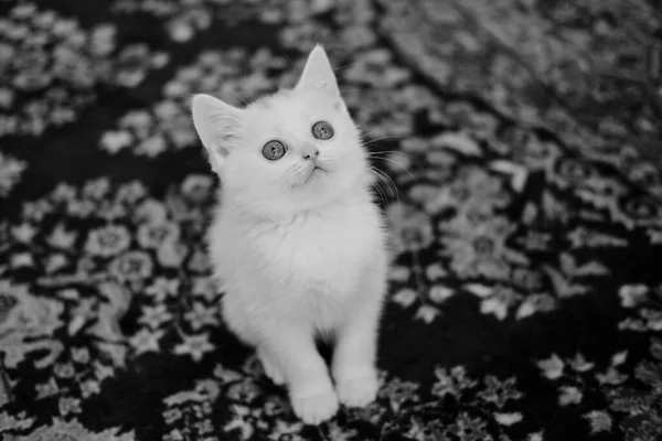 Gatinho Britânico Shorthair Cor Prata Pura Raça Britânico Shorthair Cat — Fotografia de Stock