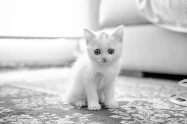 Pisoi Britanic Shorthair Culoare Argintie Rasa Pură British Shorthair Cat — Fotografie, imagine de stoc