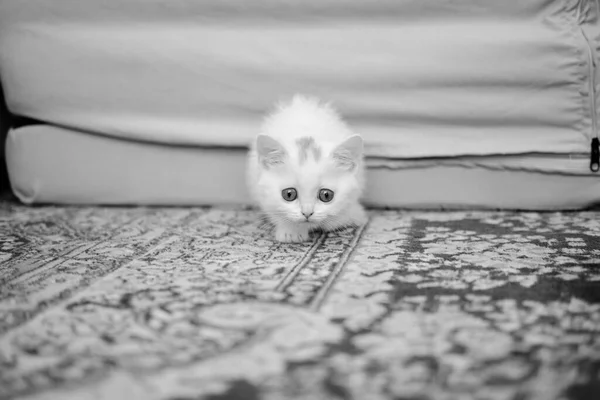 Βρετανικό Γατάκι Ασημί Χρώμα Αγνή Φυλή British Shorthair Cat — Φωτογραφία Αρχείου