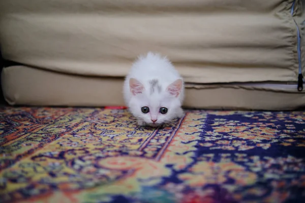 Gatinho Britânico Shorthair Cor Prata Pura Raça Britânico Shorthair Cat — Fotografia de Stock