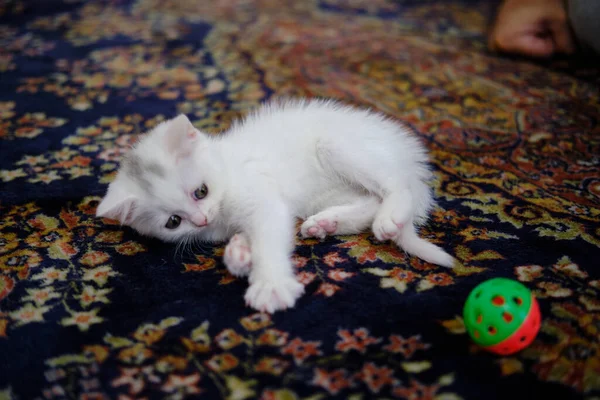 Gatinho Britânico Shorthair Cor Prata Pura Raça Britânico Shorthair Cat — Fotografia de Stock