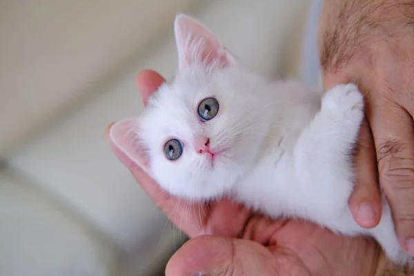 British Shorthair Kitten Silver Color Pure Breed British Shorthair Cat — Stock Photo, Image