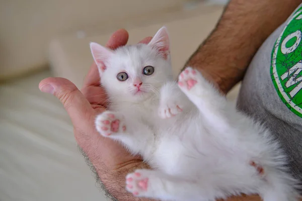 British Shorthair Kitten Silver Color Pure Breed British Shorthair Cat — Stock Photo, Image