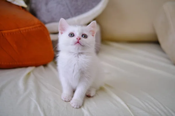 Britské Krátkosrsté Kotě Stříbrné Barvy Čisté Plemeno British Shorthair Cat — Stock fotografie