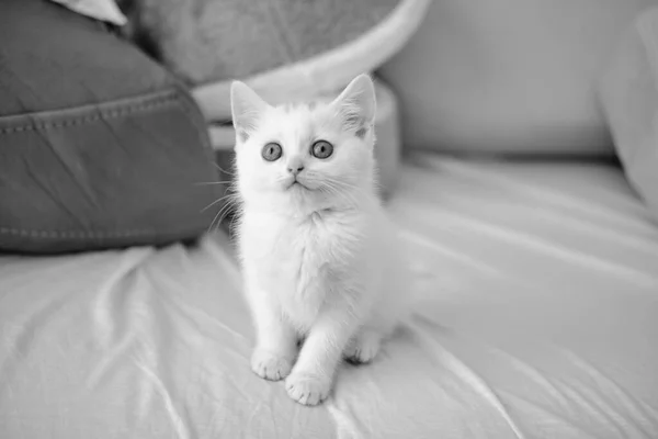 British Shorthair Kitten Silver Color Pure Breed British Shorthair Cat — Stock Photo, Image