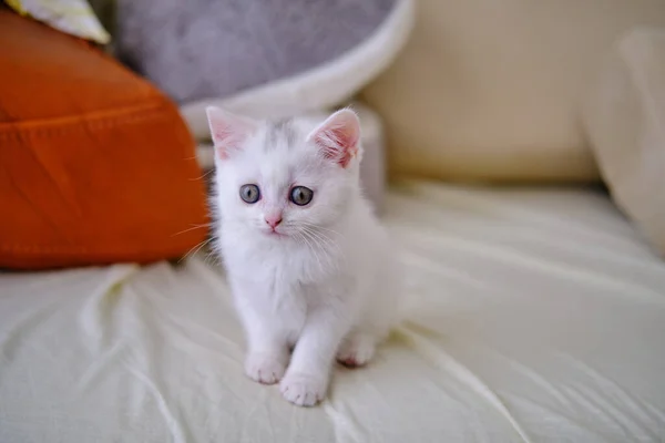 British Shorthair Gatito Color Plata Pura Raza Británica Taquigrafía Gato — Foto de Stock