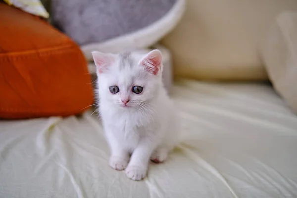 British Shorthair Gatito Color Plata Pura Raza Británica Taquigrafía Gato — Foto de Stock