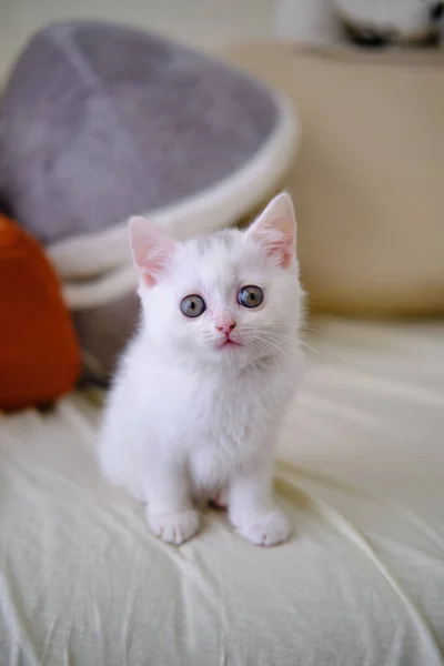 Gatinho Britânico Shorthair Cor Prata Pura Raça Britânico Shorthair Cat — Fotografia de Stock