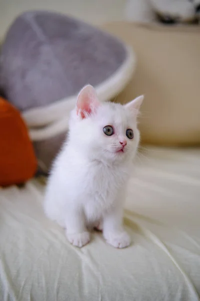 Britské Krátkosrsté Kotě Stříbrné Barvy Čisté Plemeno British Shorthair Cat Stock Obrázky