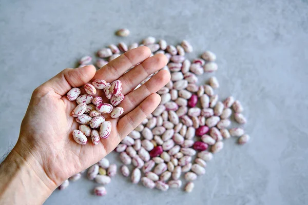 Harvested pinto beans AKA cranberry beans or kidney beans