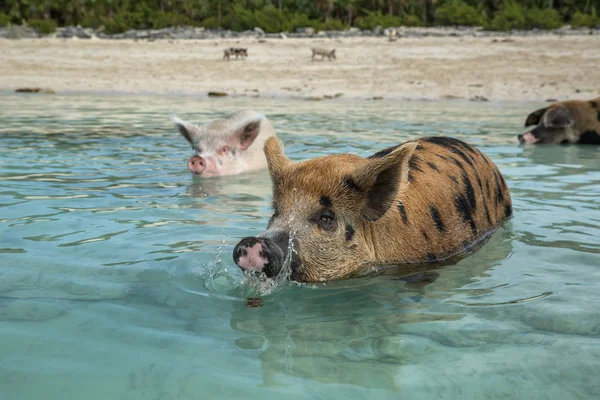 Cerdos Grandes Nadando Aguas Marinas Una Las Islas Bahamas Famosos — Foto de Stock