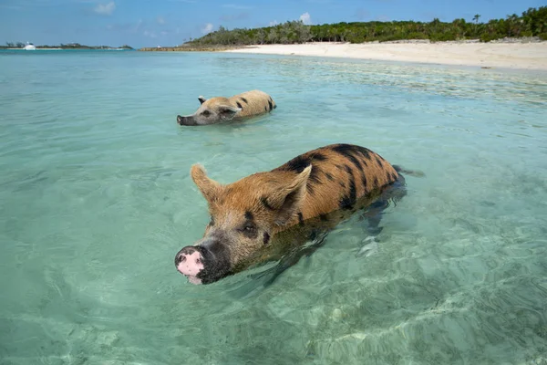 Big Pigs Swimming Sea Waters One Island Bahamas Famous Swimming — Stock Photo, Image