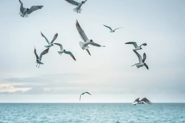 Patrones Comunes Vuelan Sobre Aguas Marinas Mar Caribe Bandada Aves — Foto de Stock