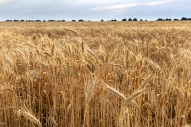 Mavi gökyüzünün altında buğdayAltın kulakları Alan
