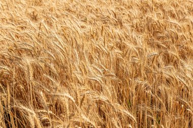 Buğdayın altın kulakları tarlası, yakın