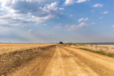 Mavi gökyüzünün altındaki altın alan, buğday hasadı, tarlalar arasındaki kirli yol