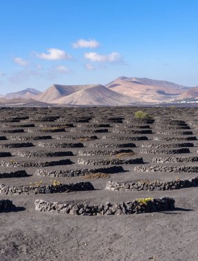 La Geria bağında volkanik toprak, Lanzarote, Kanarya Adaları, İspanya