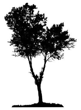 Beyaz arka planda ağaç silueti. Vektör illüstrasyonu.