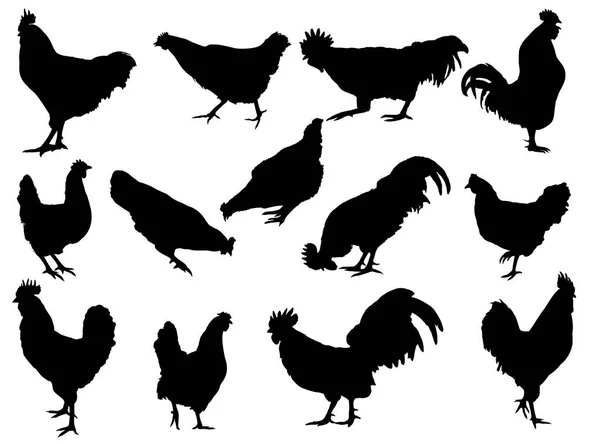 Silhouettes Poule Coq — Image vectorielle