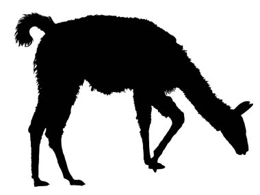 Lama siluet. Lama siluet detaylı vektör çizim