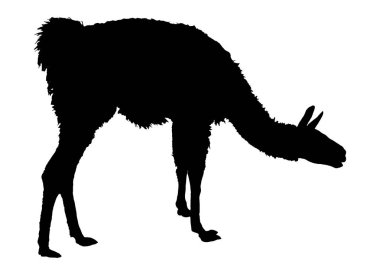 Lama siluet. Lama siluet detaylı vektör çizim