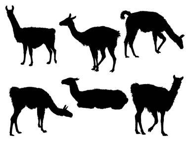 Lama silhouettesvector illüstrasyon Lama siluetleri topluluğu