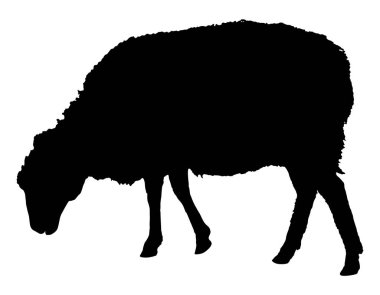 Koyun siluet ayakta poz, vektör çizim ile