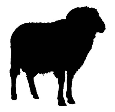 Ram siluet siyah hayvan görüntü üzerine beyaz izole