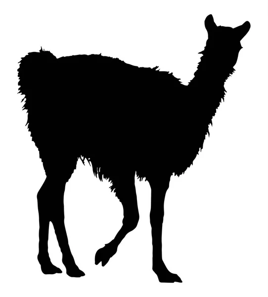 拉玛的剪影 骆驼剪影的详细的向量例证 — 图库矢量图片