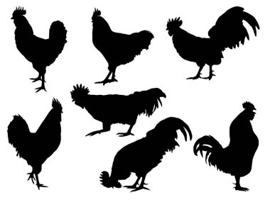 rooster silhouettes on the white background clipart