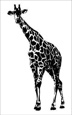 zürafa - beyaz arka plan üzerinde izole vektör grafikleri