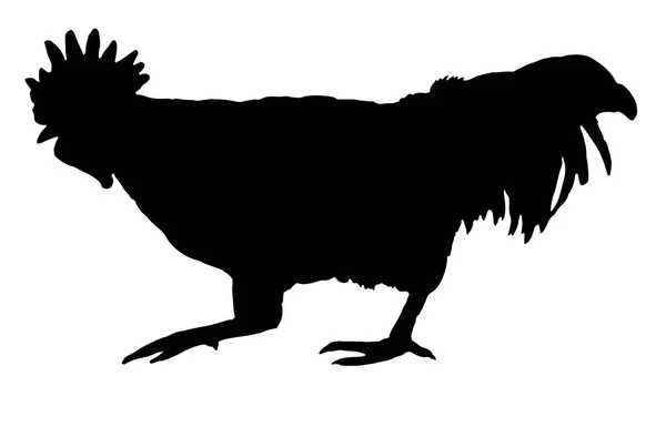 Silhouette Coq Sur Fond Blanc — Image vectorielle