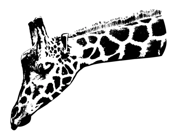 Girafe Graphiques Vectoriels Isolés Sur Fond Blanc — Image vectorielle