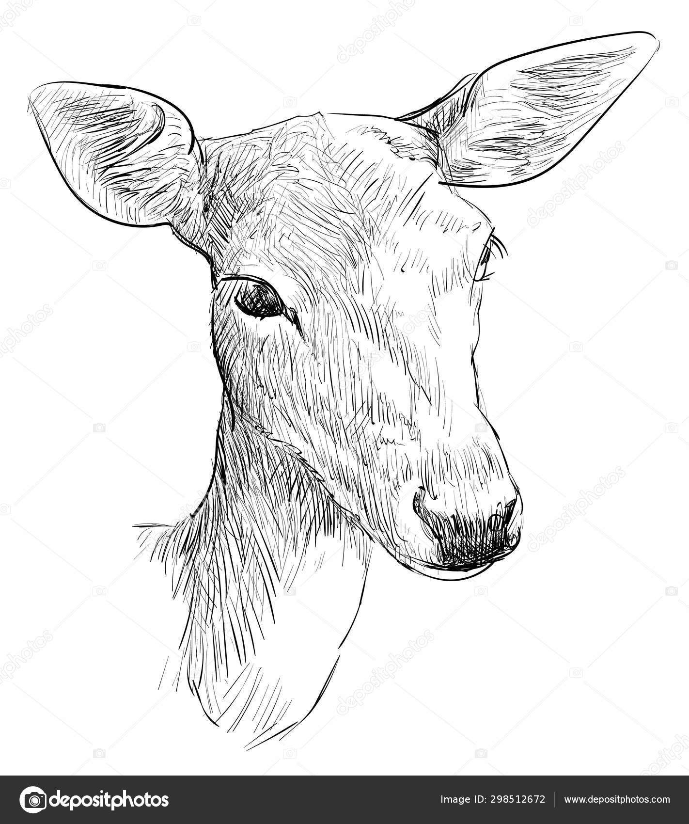 Female Doe Deer Head Hand Drawn Illustration Stock Vector by  ©predragilievsi 298512672