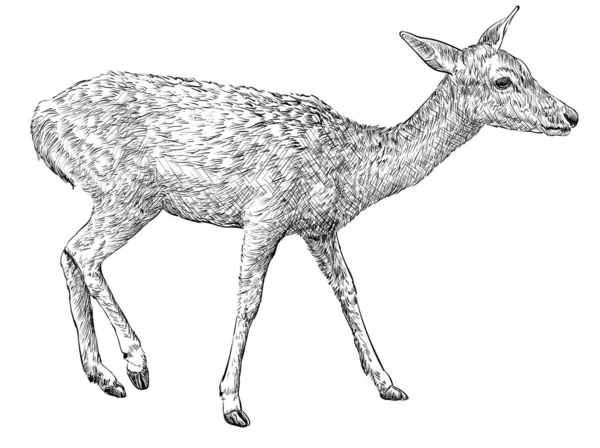 Cervo Femmina Illustrazione Disegnata Mano — Vettoriale Stock