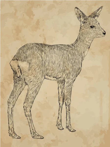 Cervo Femmina Illustrazione Disegnata Mano — Vettoriale Stock