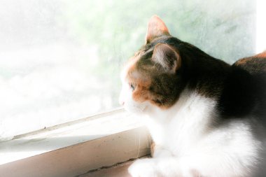 A beautiful calico cat with striking green eyes gazes calmly at the camera, bathed in warm sunlight. Its tri-color fur of white, orange, and brown is highlighted against a soft, bright background, capturing a peaceful moment.