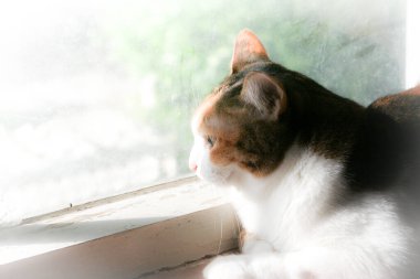 A beautiful calico cat with striking green eyes gazes calmly at the camera, bathed in warm sunlight. Its tri-color fur of white, orange, and brown is highlighted against a soft, bright background, capturing a peaceful moment.