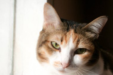 A beautiful calico cat with striking green eyes gazes calmly at the camera, bathed in warm sunlight. Its tri-color fur of white, orange, and brown is highlighted against a soft, bright background, capturing a peaceful moment.