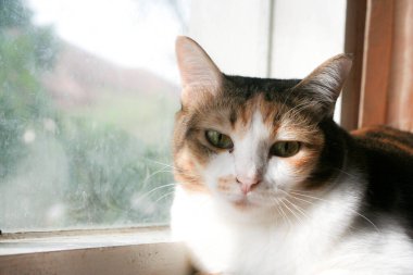 A beautiful calico cat with striking green eyes gazes calmly at the camera, bathed in warm sunlight. Its tri-color fur of white, orange, and brown is highlighted against a soft, bright background, capturing a peaceful moment.