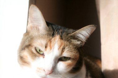 A beautiful calico cat with striking green eyes gazes calmly at the camera, bathed in warm sunlight. Its tri-color fur of white, orange, and brown is highlighted against a soft, bright background, capturing a peaceful moment.