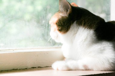 A serene calico cat basking in the warm sunlight by a window, with a soft, dreamlike background. Its tricolored fur is beautifully highlighted, capturing a peaceful moment of domestic tranquility.