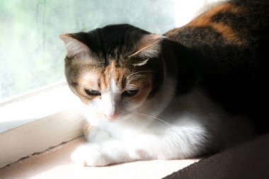 A serene calico cat basking in the warm sunlight by a window, with a soft, dreamlike background. Its tricolored fur is beautifully highlighted, capturing a peaceful moment of domestic tranquility.