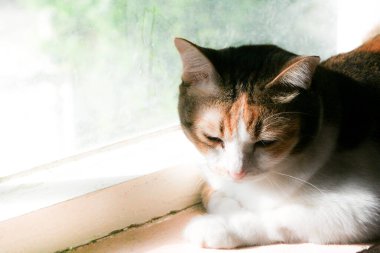 A serene calico cat basking in the warm sunlight by a window, with a soft, dreamlike background. Its tricolored fur is beautifully highlighted, capturing a peaceful moment of domestic tranquility.