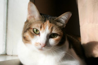A beautiful calico cat with striking green eyes gazes calmly at the camera, bathed in warm sunlight. Its tri-color fur of white, orange, and brown is highlighted against a soft, bright background.