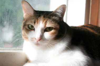 A beautiful calico cat with striking green eyes gazes calmly at the camera, bathed in warm sunlight. Its tri-color fur of white, orange, and brown is highlighted against a soft, bright background.