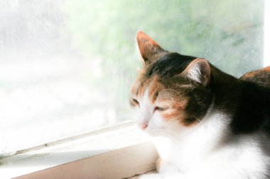 A serene calico cat basking in the warm sunlight by a window, with a soft, dreamlike background. Its tricolored fur is beautifully highlighted, capturing a peaceful moment of domestic tranquility.